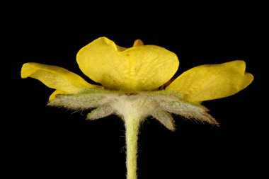 Gümüş Cinquefoil (Potentilla argentea). Çiçek Kapanışı