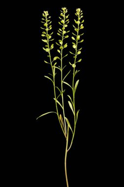 Yoğun çiçekli Pepperwort (Lepidium yoğunluğu). Alışkanlık