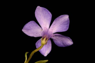 Küçük Periwinkle (Vinca minor). Çiçek Kapanışı