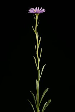 Alp Aster (Aster alpinus). Alışkanlık