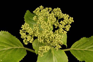 Japon Ortancası (Hydrangea petiolaris). Genç Infloresans Yakın plan