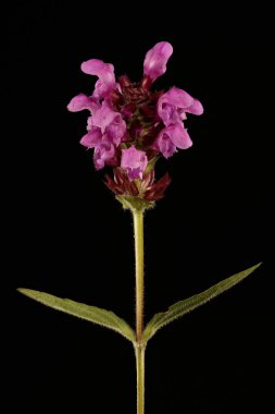 Büyük-Çiçekli Selfheal (Prunella grandiflora). Enfeksiyon. Yakın çekim.