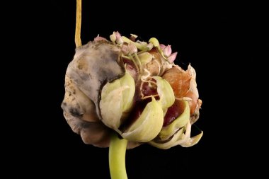 Sarımsak (Allium sativum). Enfeksiyon. Yakın çekim.