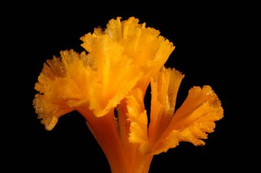 Spring Crocus (Crocus vernus). Pistil Kapanış