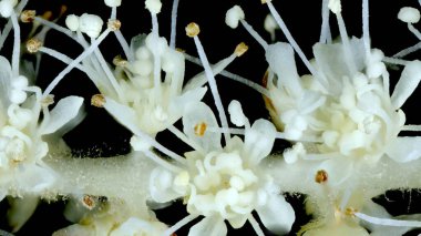 Buck & apos; 'un Sakalı (Aruncus dioicus). Inflorescence Detay Kapatma