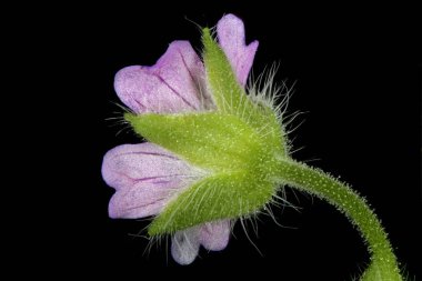 Küçük çiçekli Crane & apos; s-Bill (Geranium pusillum). Çiçek Kapanışı