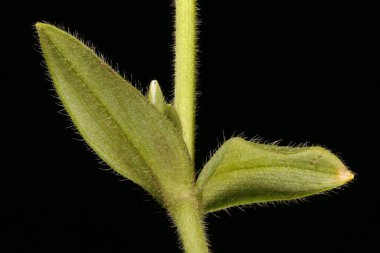 Fare kulaklı (Cerastium fontanum). Kök ve Yapraklar Kapalı