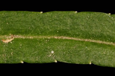 Şeftalili Çan Çiçeği (Campanula persicifolia). Yaprak Ayrıntısı Kapatma