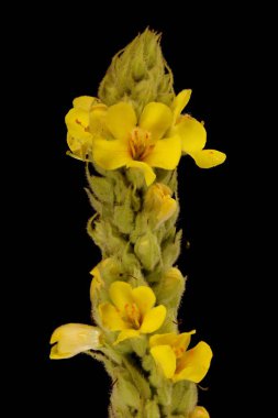 Yüce Mullein (Verbascum thapsus). Inflorescence Detay Kapatma