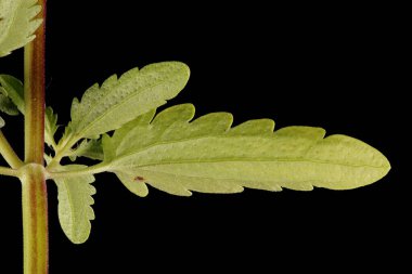 Moldavya Ejderha Kafası (Dracocephalum moldavica). Yaprak Kapanışı