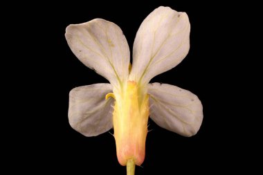 Bahçe Turpu (Raphanus raphanistrum subsp. Sativus). Çiçek Kapanışı