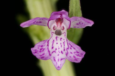 Baltık Benekli Orkide (Dactylorhiza baltica). Çiçek Kapanışı