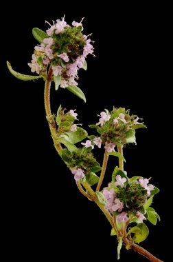 Breckland kekik (Thymus serpilllum). Alışkanlık