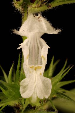 White Dead-Nettle (Lamium albümü). Çiçek Kapanışı