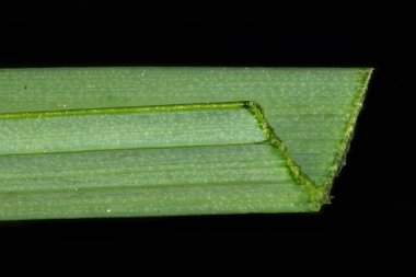 Sülün & apos; s-Eye Nergis (Narcissus Poeticus). Yaprak Çapraz Bölümü Kapanışı