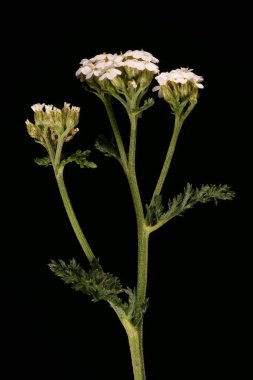 Yarrow (Achillea millefolium). Enfeksiyon. Yakın çekim.