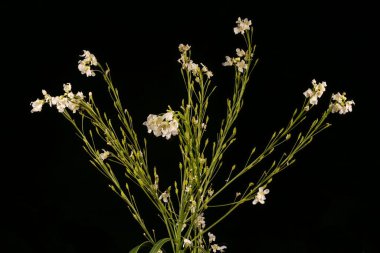 Yabanturpu (Armoracia rusticana). Enfeksiyon. Yakın çekim.