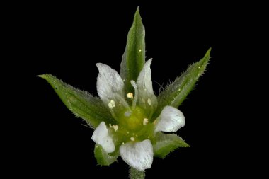 Üç Sinirli Sandwort (Moehringia Trinervia). Çiçek Kapanışı