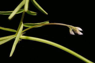 Hairy Tare (Vicia hirsuta). Enfeksiyon. Yakın çekim.