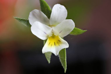 Field Pansy (Viola arvensis). Çiçek Kapanışı