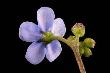 Sibirya Bugloss (Brunnera sibirica). Çiçek Kapanışı