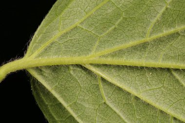 Alaycı Turuncu (the Mock-Orange). Yaprak Ayrıntısı Kapatma