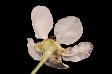 Armut (Pyrus Communis). Çiçek Kapanışı