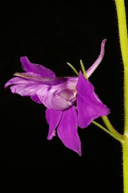 Çatallı Larkspur (Consolida regalis). Çiçek Kapanışı