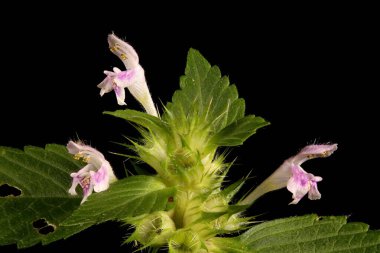Hemp-Nettle (Galeopsis tetrahit). Enfeksiyon. Yakın çekim.