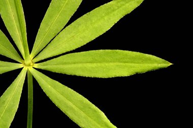 Orta boy Bedstraw (Galium intermedium). Yaprak Ayrıntısı Kapatma