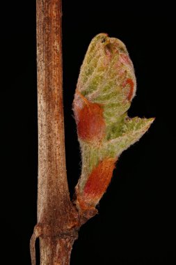 Üzüm Vine (Vitis vinifera). Yaprak Bud Kapanışı Açılıyor