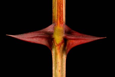 False Acacia (Robinia psödoacia). Omurgalar. Yakın plan.