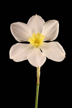 Primrose-Peerless (Narcissus x medioluteus). Çiçek Kapanışı