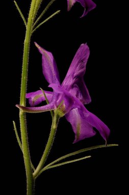 Çatallı Larkspur (Consolida regalis). Çiçek Kapanışı