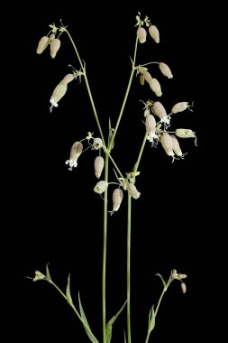 Mesane Campion (Silene vulgaris). Alışkanlık