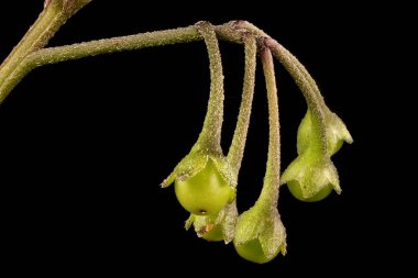 Siyah İtüzümü (Solanum nigrum). İnfructescence Yakın çekim