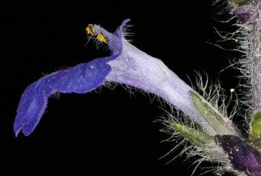 Borazan (Ajuga reptans). Çiçek Kapanışı