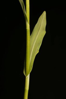Benekli Orkide (Dactylorhiza fuchsii). Yapraklar Kapalı