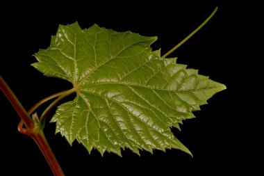Riverbank Üzümü (Vitis Riparia). Yaprak Kapanışı