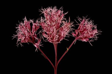 Mor Joe-Pye otu (Eutrochium purpureum). Inflorescence Detay Kapatma