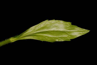 Uzun Fleabane (Erigeron annuus). Yaprak Kapanışı