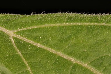 Balkabağı (Cucurbita maxima). Yaprak Ayrıntısı Kapatma
