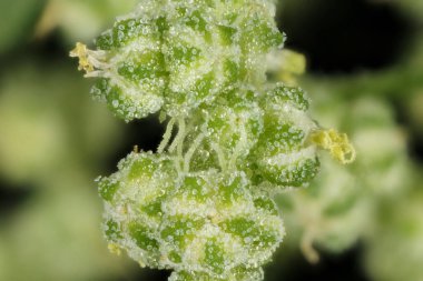 Fat-Hen (Chenopodium albümü). Çiçekler yakın plan