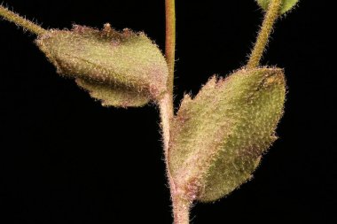Wood Whitlowgrass (Draba nemorosa). Kök ve Yapraklar Kapalı