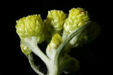 Cüce Ebedi (Helichrysum arenyumu). Enfeksiyon. Yakın çekim.