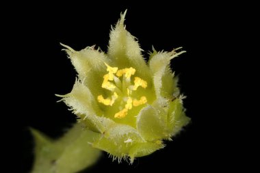 Rolling Hen-and-Chicks (Jovibarba globifera). Çiçek Kapanışı