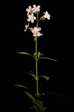 Soapwort (Saponaria officinalis). Genel alışkanlık