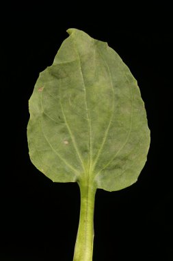 Daha Büyük Plantain (Bitki majörü). Yaprak Kapanışı