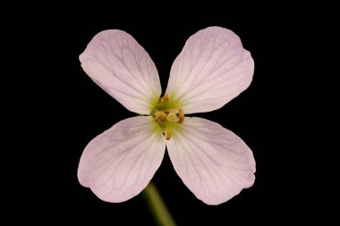 Karabuğday (Cardamine pratensis). Çiçek Kapanışı