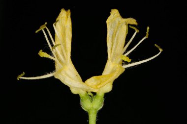 Hanımeli Uç (Lonicera xylosteum). Çiçekler yakın plan